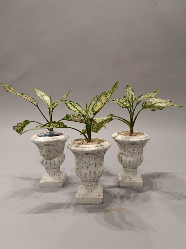 Ivory Lush All-Weather Plant Collection